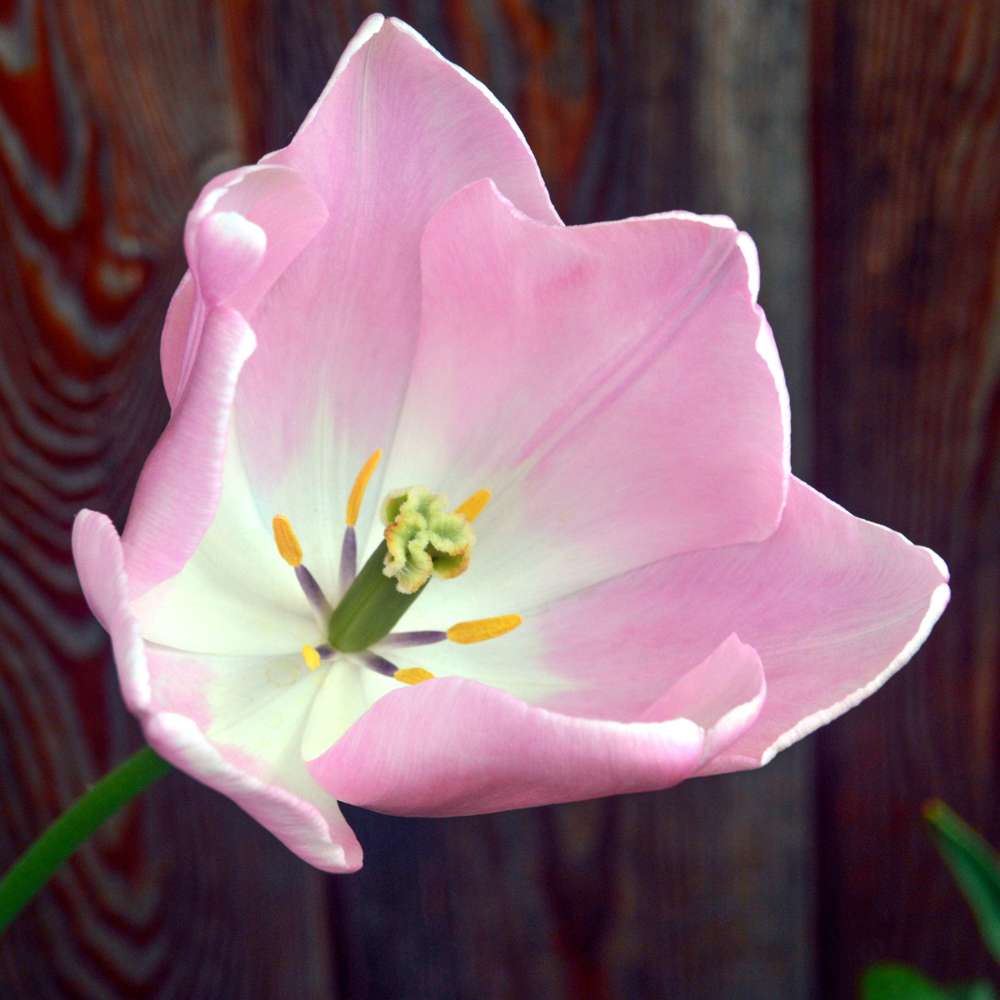 Tulpan 'Mango Charm'